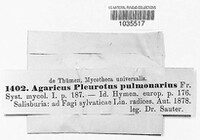 Image of Pleurotus pulmonarius